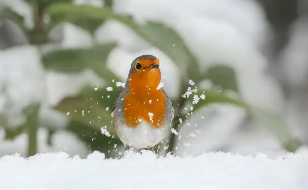 Keizer, Annie: Robin nella neve.