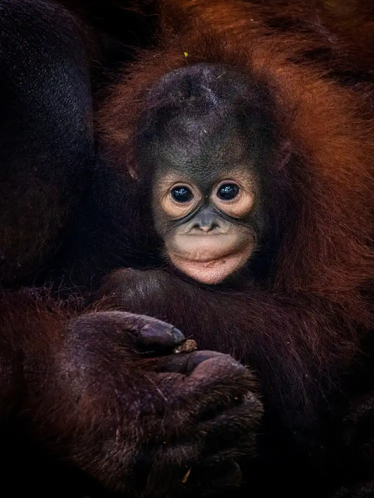 Dennaga, Prabu: Baby Barney