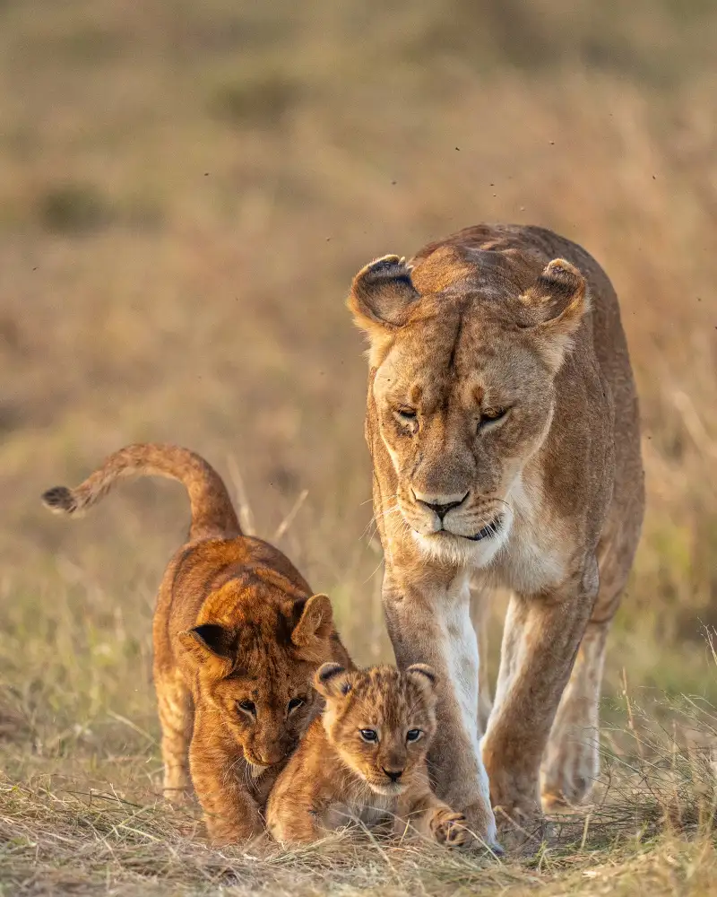 Bhatia, Yogesh: Les mignonnes