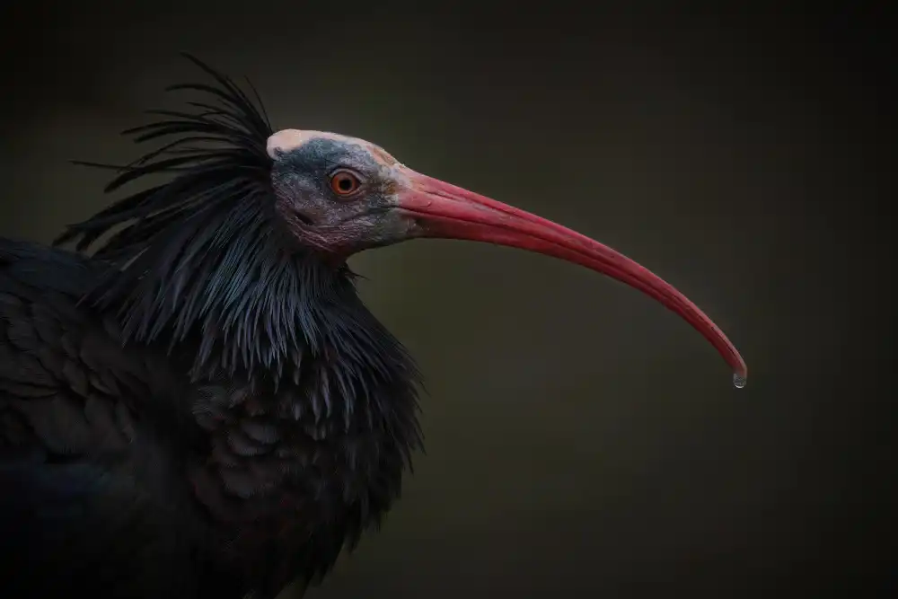Guillemot, Mathilde: Northern Bald Ibis - Geronticus Eremita