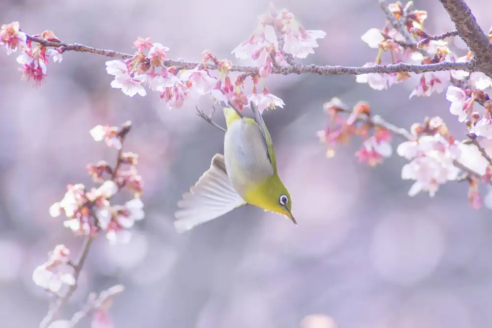 Suzuki, Takashi: Zosterops japonicus