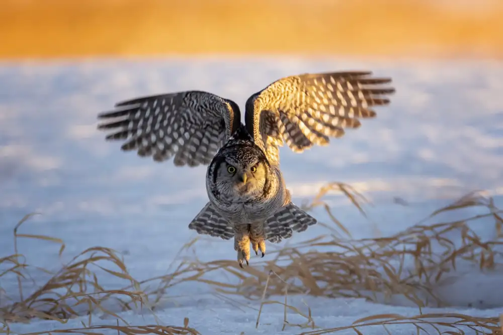 Wang, Max: Northern Hawk Owl