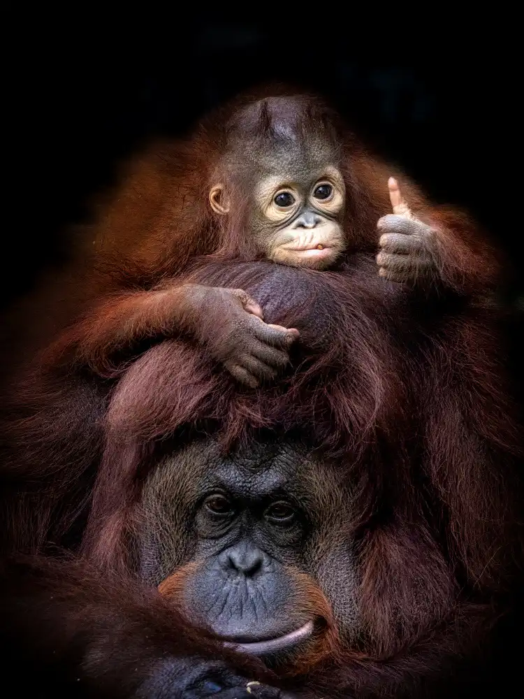 Dennaga, Prabu: Thumb Up