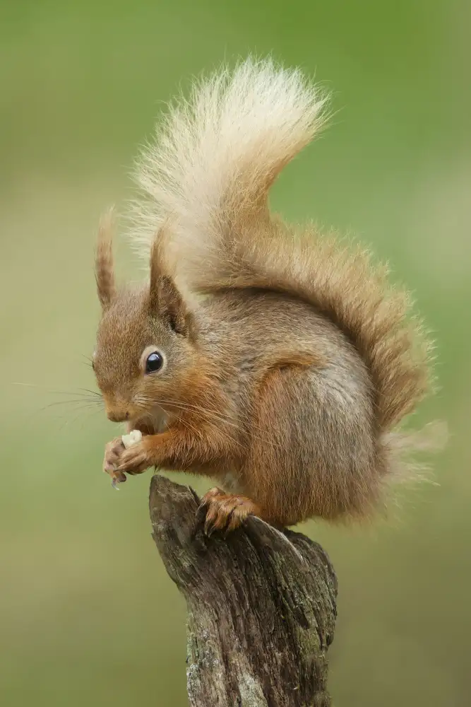Cooper, Ray: Rotes Eichhörnchen