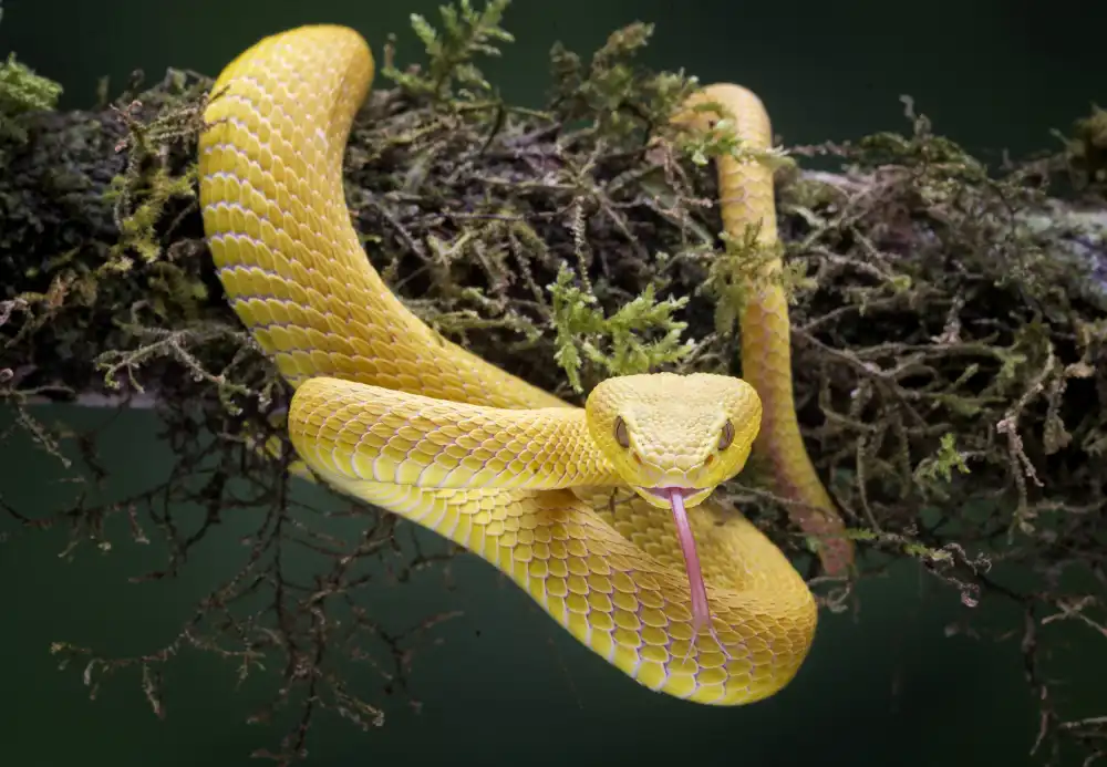 Hartojo, Muliani Angela: Víbora amarilla