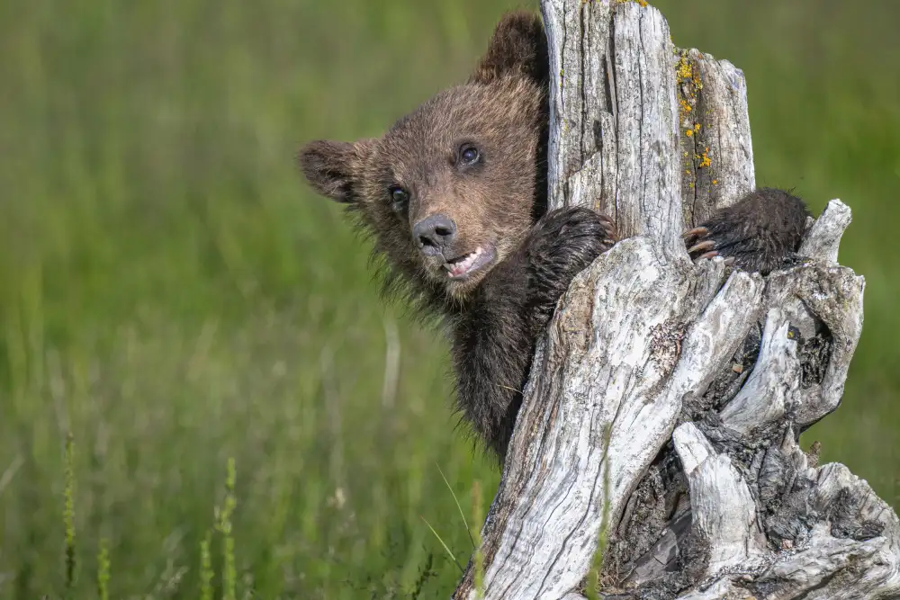Sink, C. Jeffrey: Das entzückende Grizzlybärenjunges