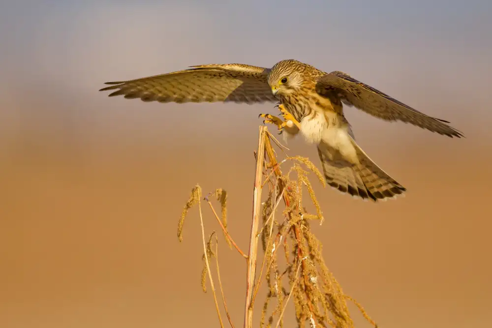 Manusevich, David: Common kestrel