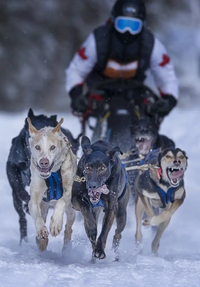 larryliu: The race