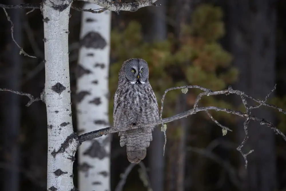 Wang, Max: Great Grey Owl