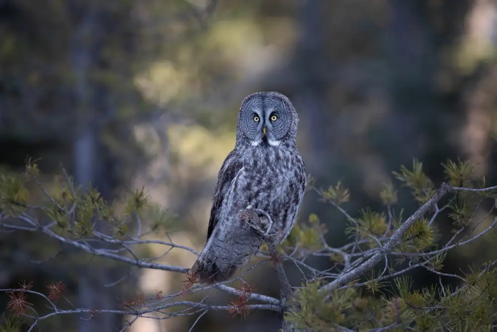 Wang, Max: Great Grey Owl