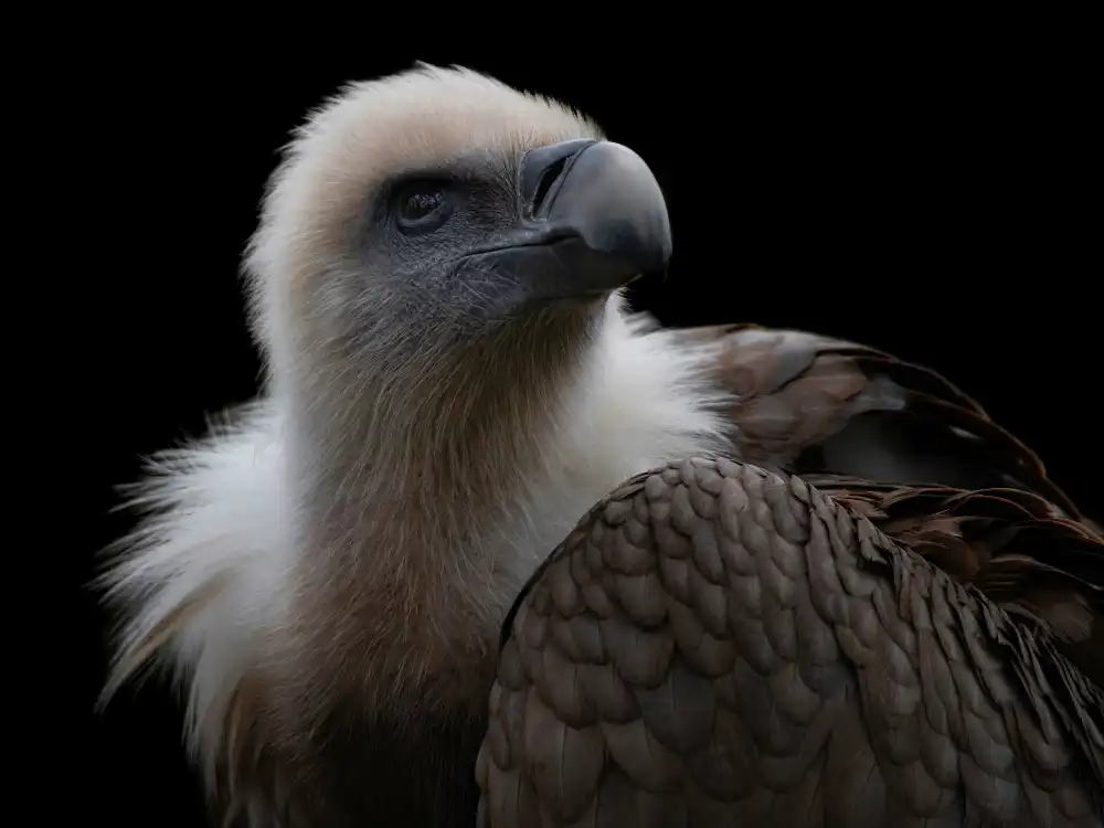 Guillemot, Mathilde: Gyps Fulvus - Griffon Vulture