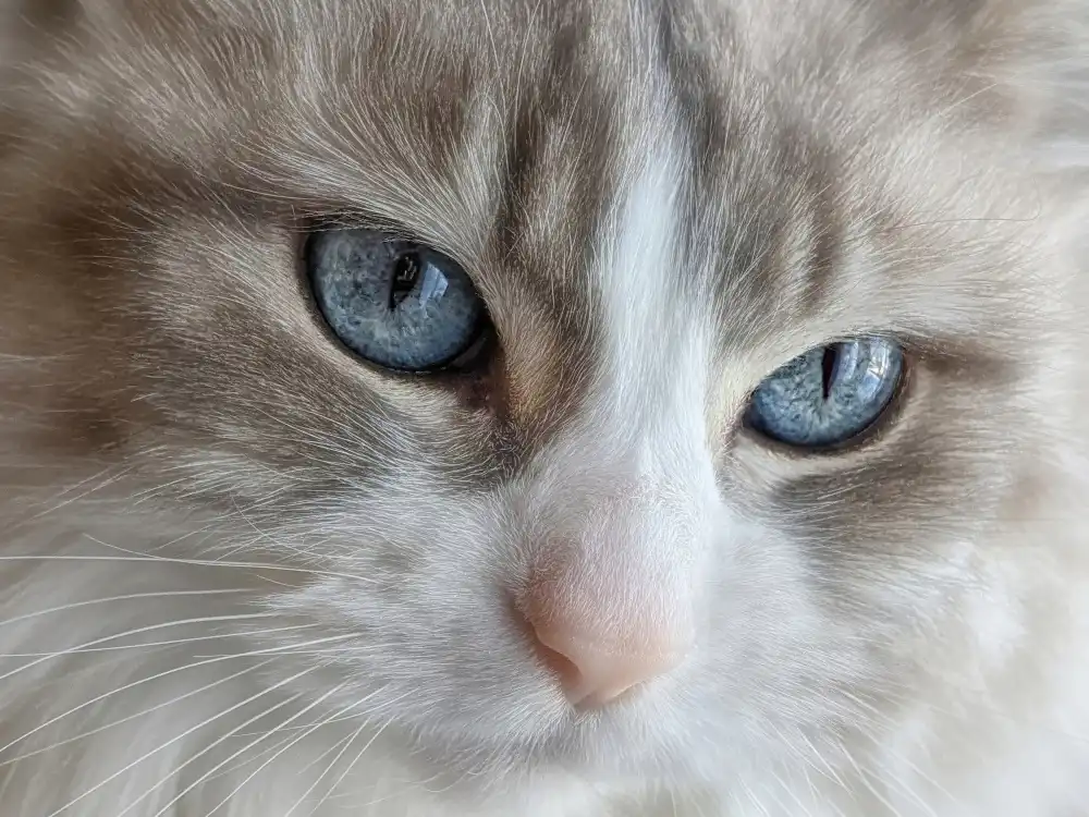 Gagnon, Lucie: Ojos azules