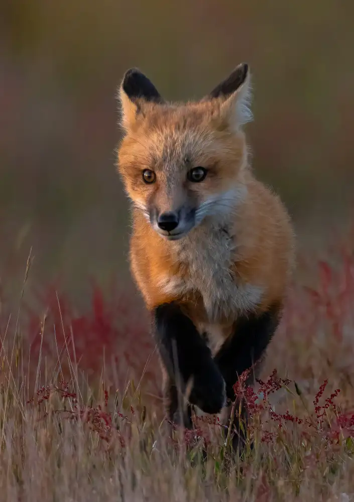 Huang, Johnson: Red fox