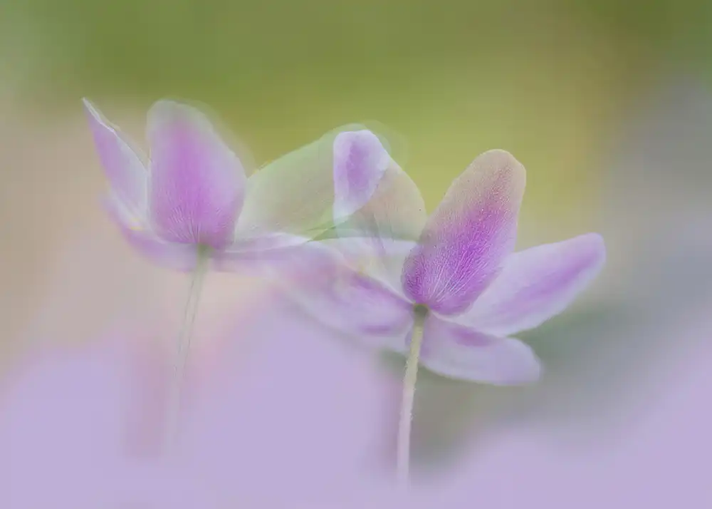 Ylva, Sjögren: Rêves violets.