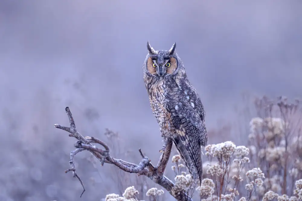 Wang, Max: Long-eared owl