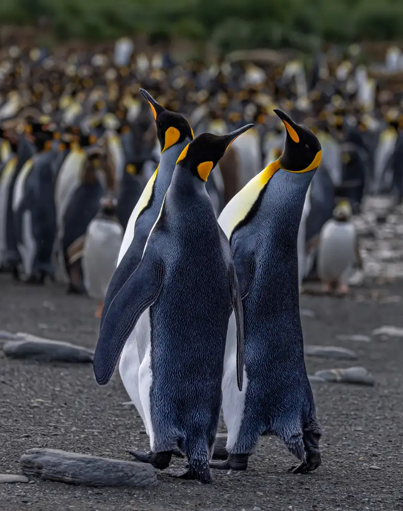 Lin, Ning: Un trio di pinguini in smoking