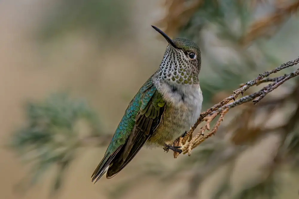 Xu, Jian: Broad-tailed Hummingbird