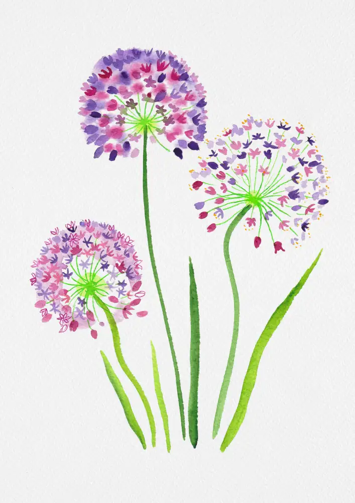 Botanical, Kata: Peinture botanique d'oignon géant ou d'Allium giganteum