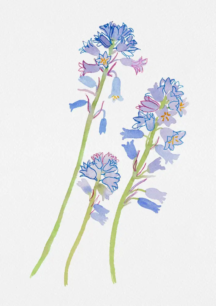 Botanical, Kata: Peinture botanique espagnole bluebell ou Hyacinthoides hispanica