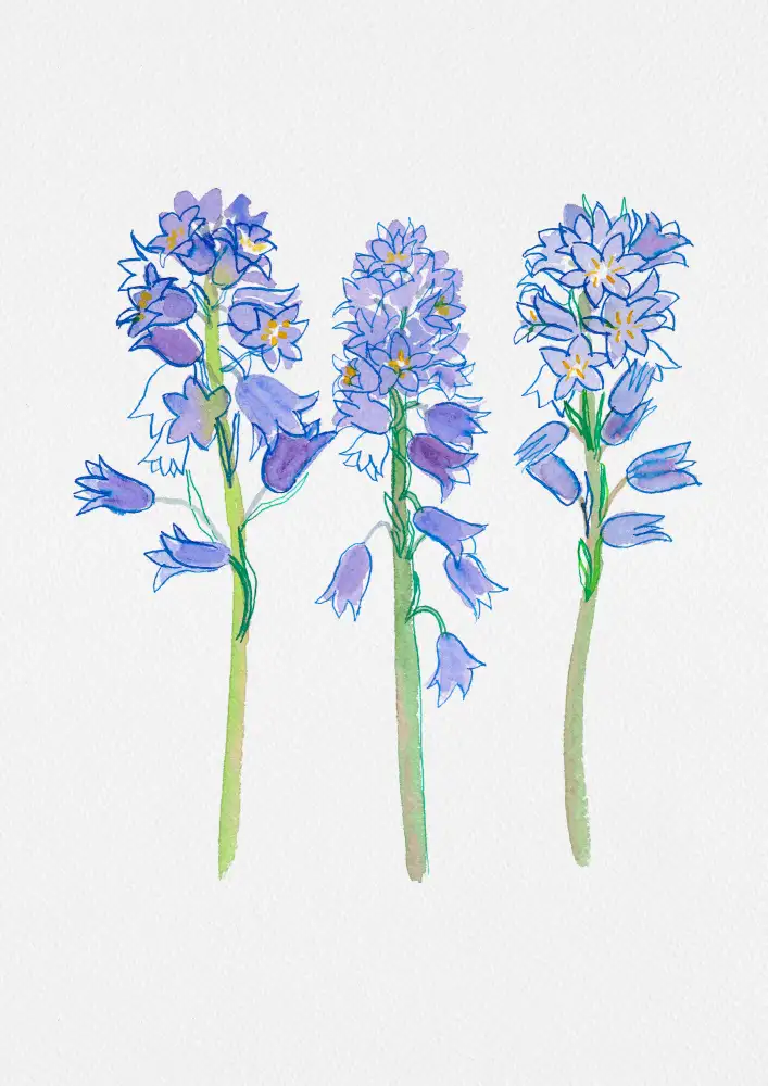 Botanical, Kata: Bluebell espagnole ou Hyacinthoides hispanica illustration botanique