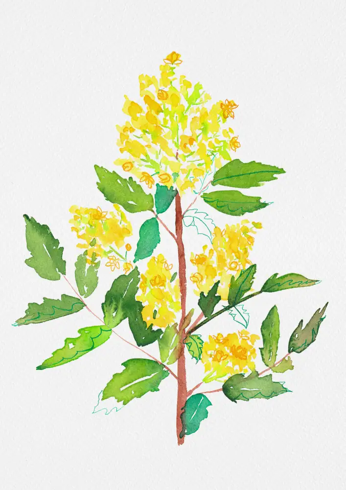 Botanical, Kata: Peinture botanique de raisin d'Oregon ou de Mahonia aquifolium