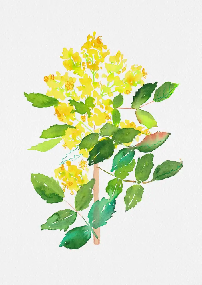 Botanical, Kata: Peinture botanique de raisin d'Oregon ou de Mahonia aquifolium