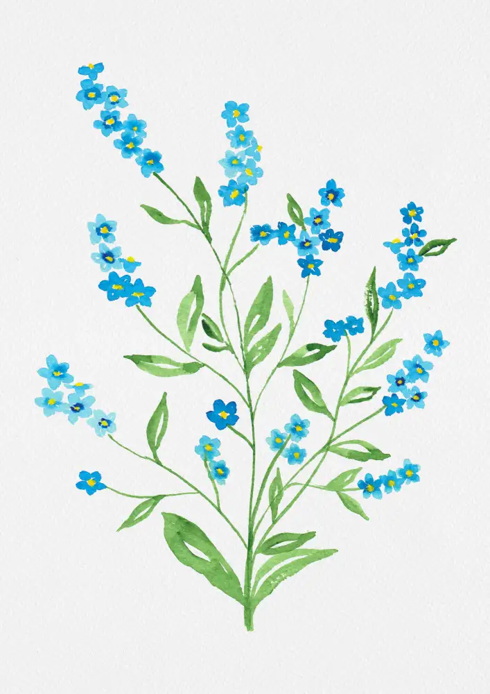 Botanical, Kata: Peinture botanique myosotis en bois ou Myosotis sylvatica