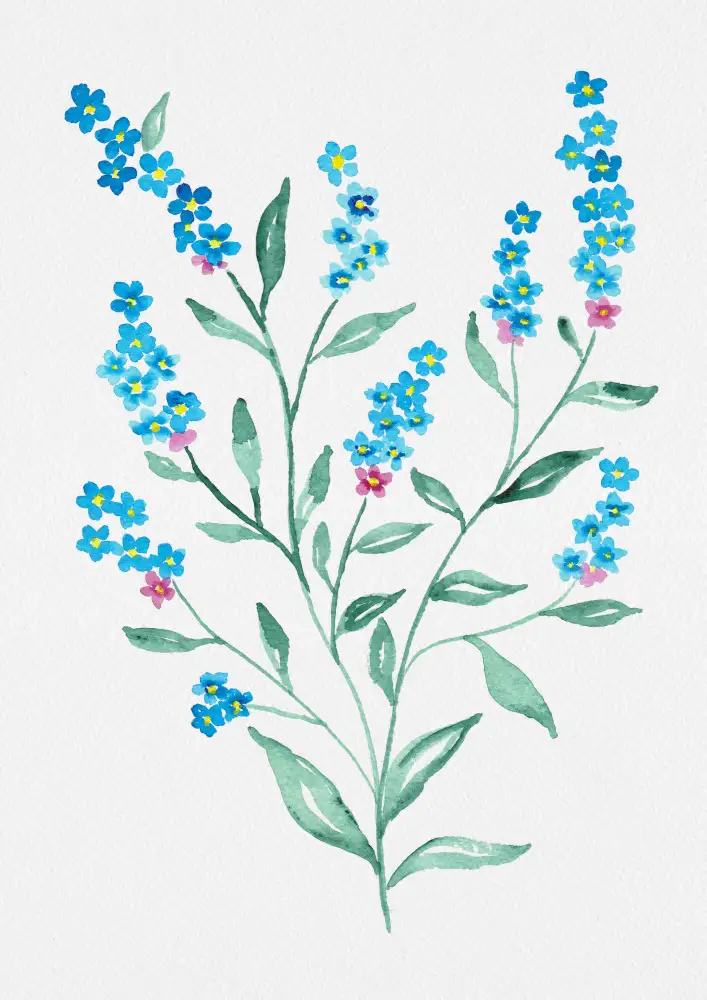 Botanical, Kata: Peinture botanique myosotis en bois ou Myosotis sylvatica