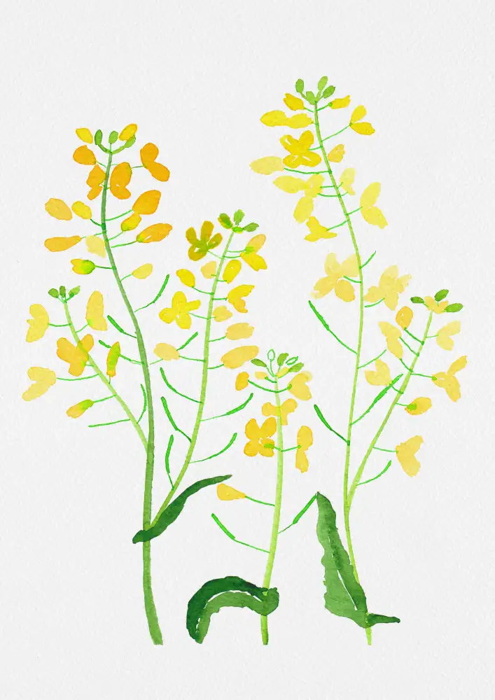 Botanical, Kata: Peinture botanique de colza ou de Brassica napus