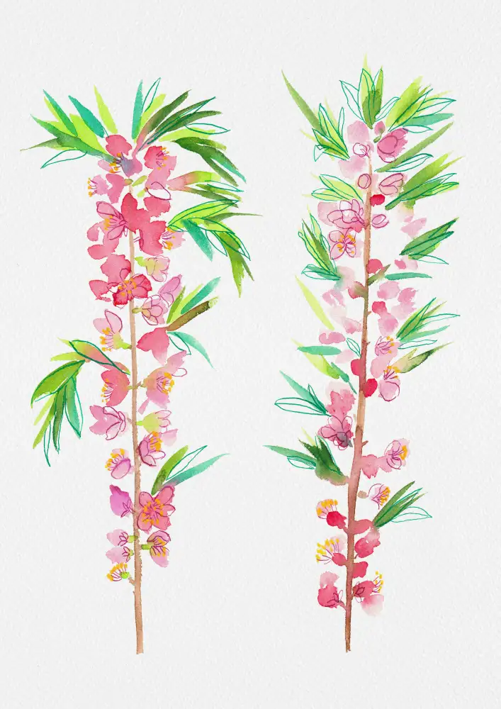 Botanical, Kata: Peinture botanique naine d’amande russe ou Prunus tenella