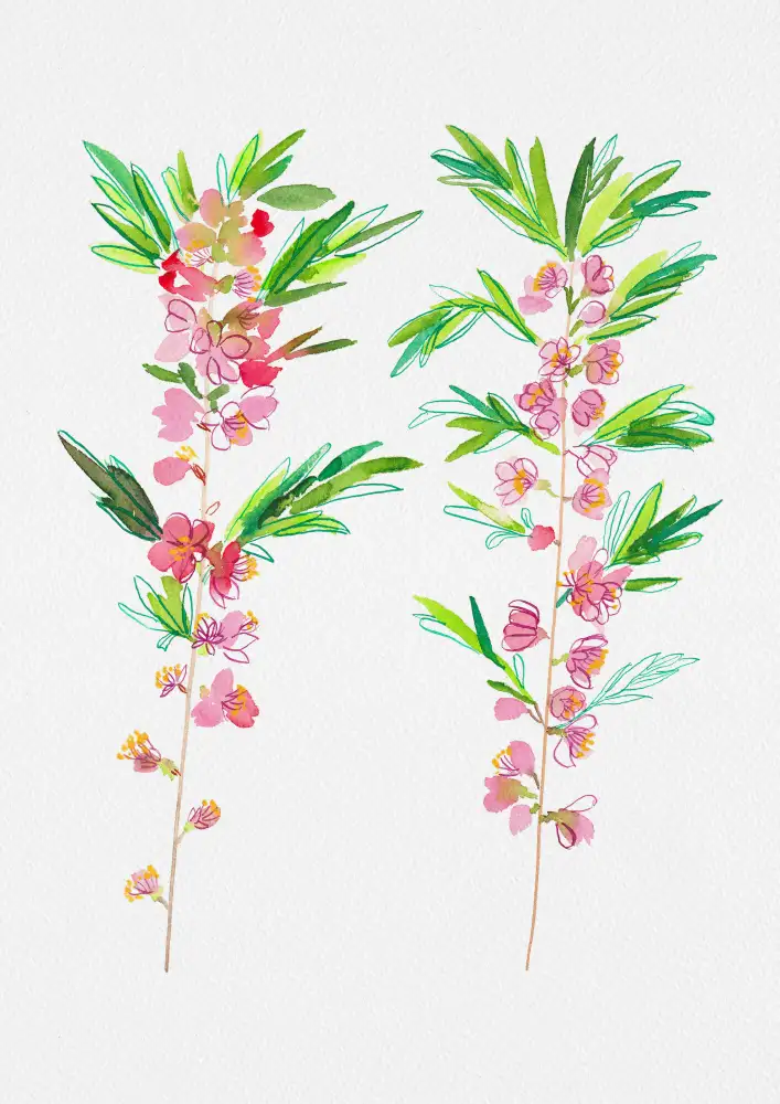 Botanical, Kata: Peinture botanique naine d’amande russe ou Prunus tenella