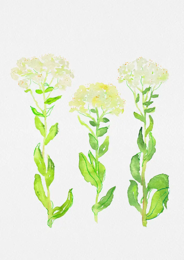 Botanical, Kata: Peinture botanique de cresson cendré ou de Lepidium draba