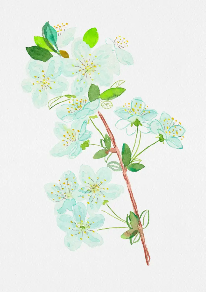 Botanical, Kata: Peinture botanique de cerisier sauvage ou Prunus avium