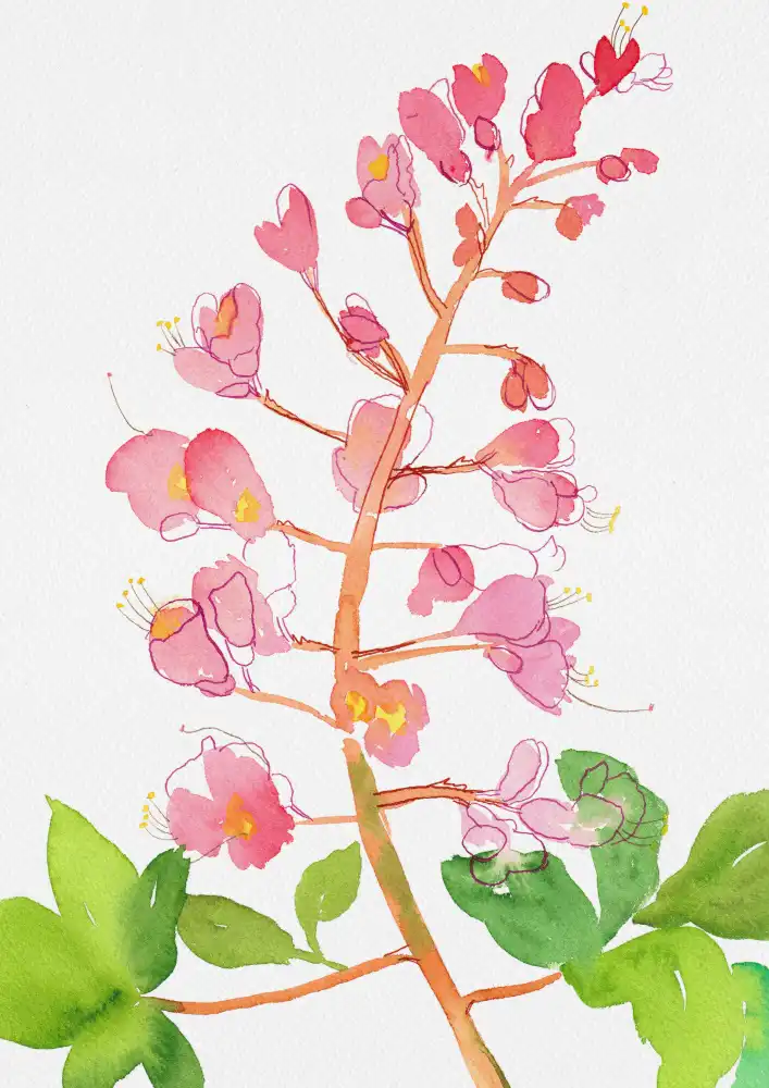 Botanical, Kata: Marronnier d'Inde rouge ou Aesculus × carnea à l'aquarelle et à l'encre