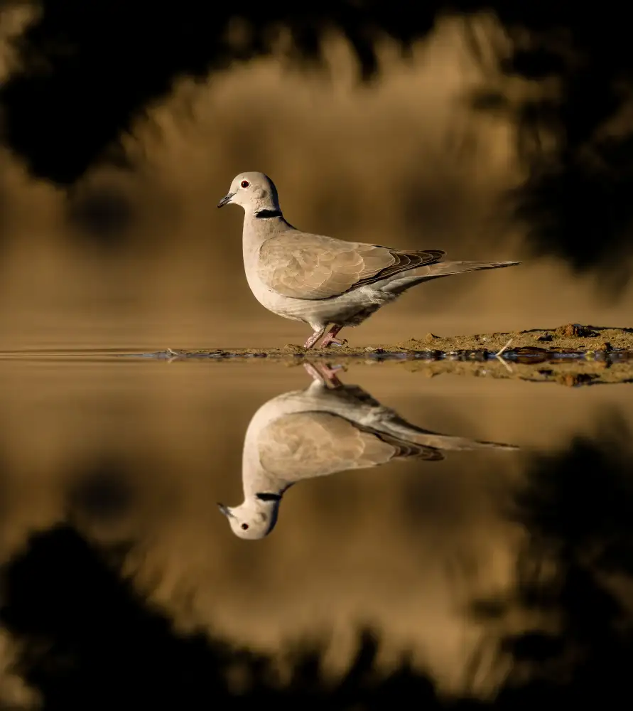 Elsheshtawy, Ahmed: dove