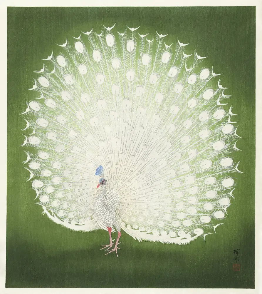 Koson, Ohara: Páv