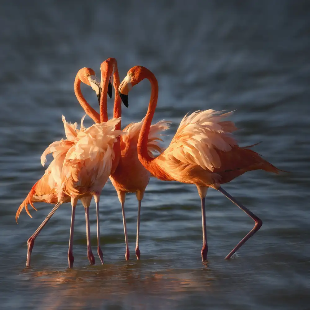 Chen, Li: Four pink tutu dancers