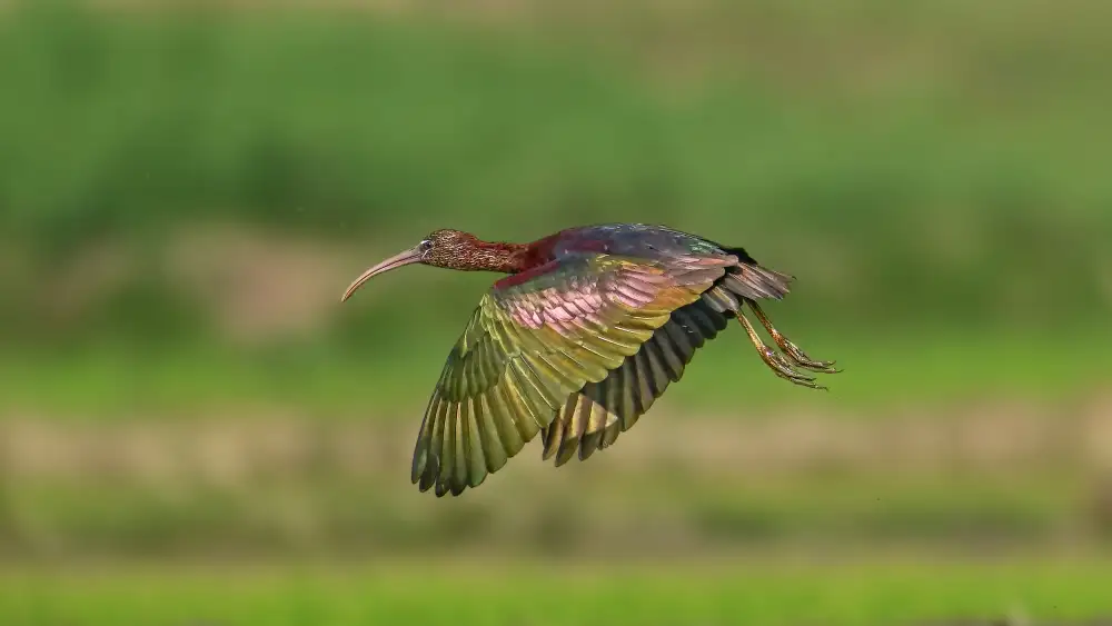 Ghosh, Pinaki: The glossy ibis