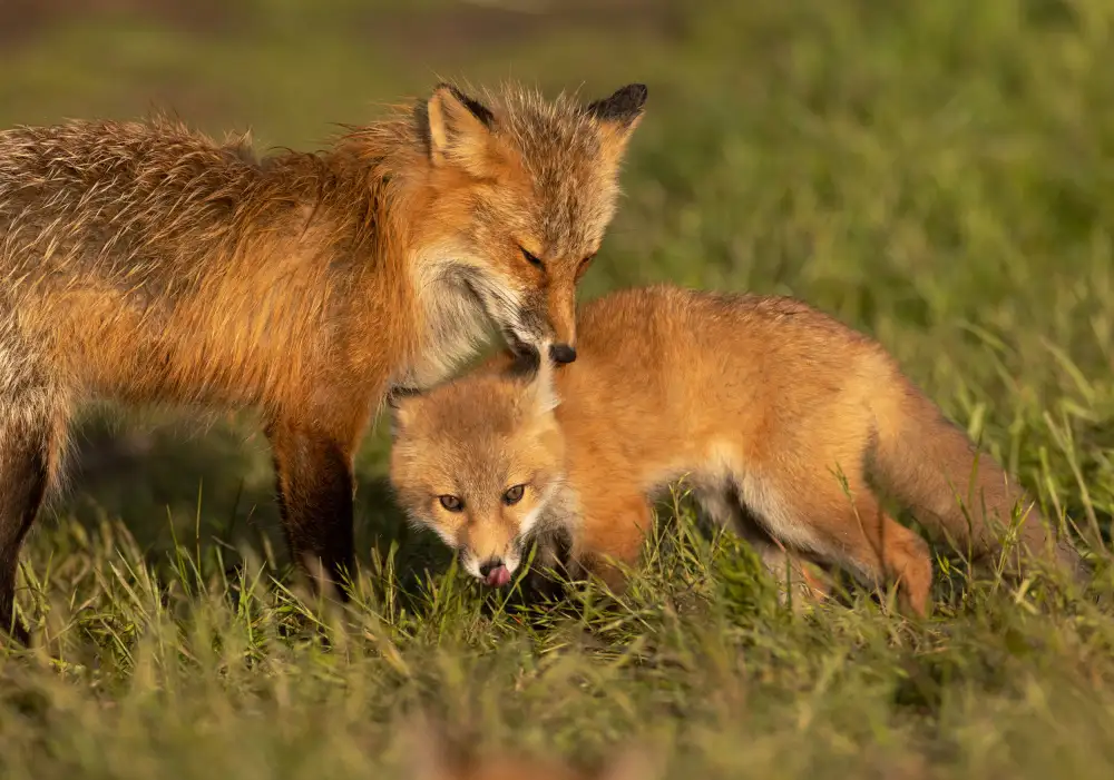 Huang, Johnson: Red fox