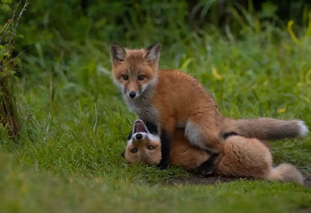 Huang, Johnson: Red fox