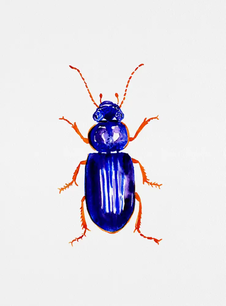 Botanical, Kata: Ophonus minimus