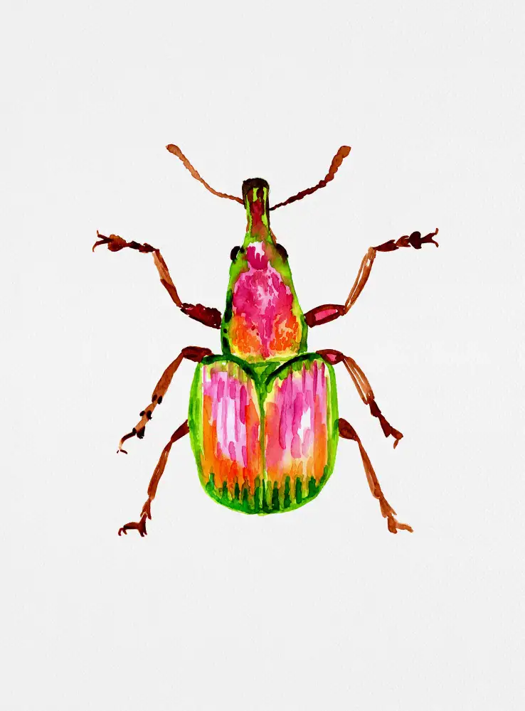 Botanical, Kata: Charançon de l'abricot ou Epirhynchites auratus