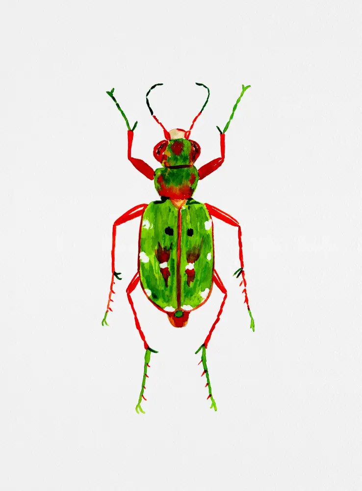 Botanical, Kata: Cicindèle verte ou Cicindela campestris