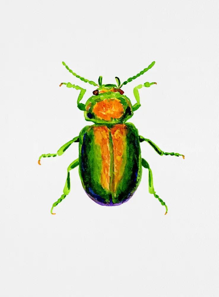 Botanical, Kata: Tanaisie ou Chrysolina graminis