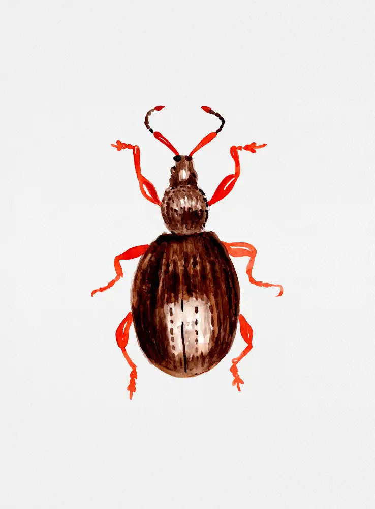 Botanical, Kata: Charançon de la racine du fraisier ou Otiorhynchus ovatus