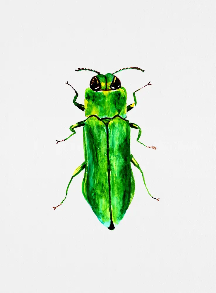 Botanical, Kata: Coléoptère bijou ou Agrilus angustulus