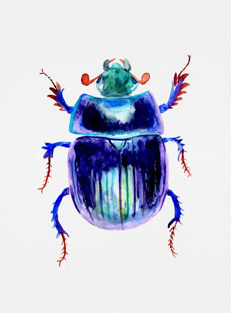 Botanical, Kata: Bousier terrien ou Anoplotrupes stercorosus