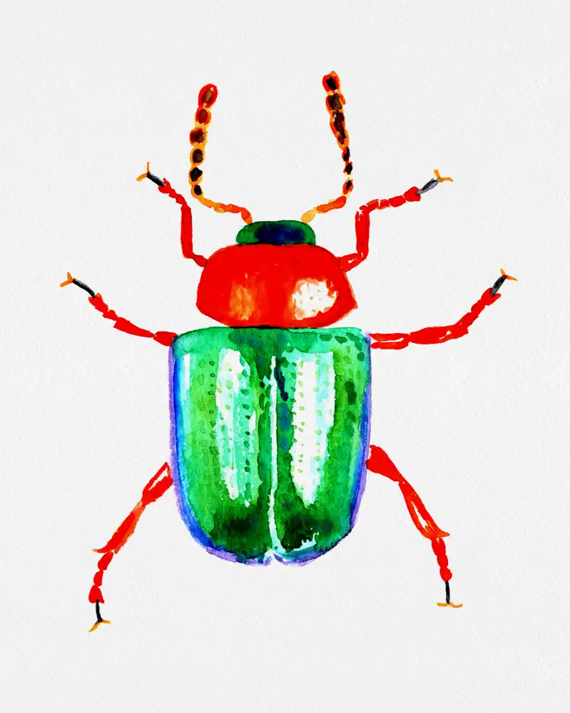 Botanical, Kata: Coléoptère de la renouée ou Gastrophysa polygoni