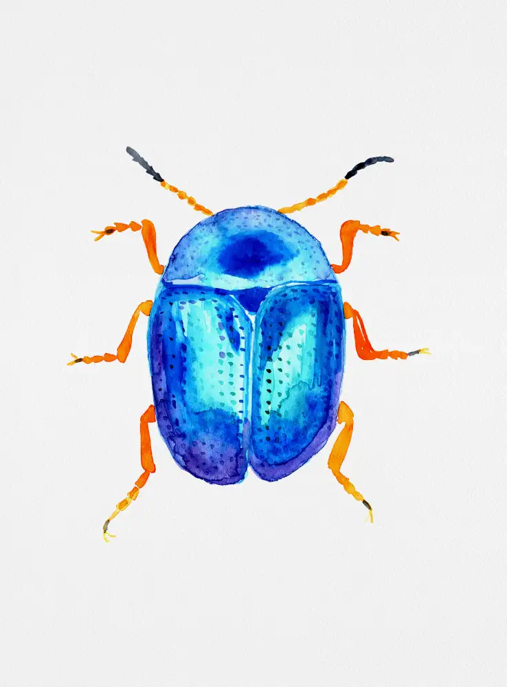 Botanical, Kata: Coléoptère bleu ou Colaphus sophiae