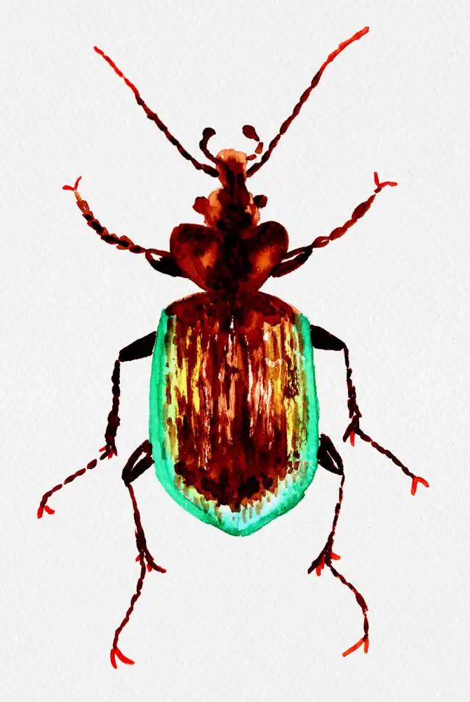 Botanical, Kata: Coléoptère chasseur de chenille ou scrutateur de Calosoma